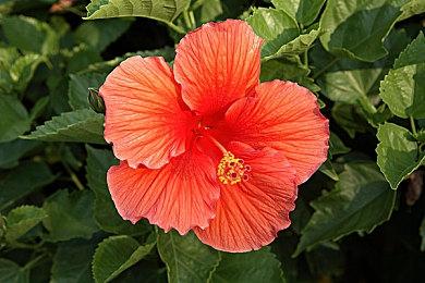 《上古卷轴4：湮灭重制版》更新1.2被证实未修复性能问题